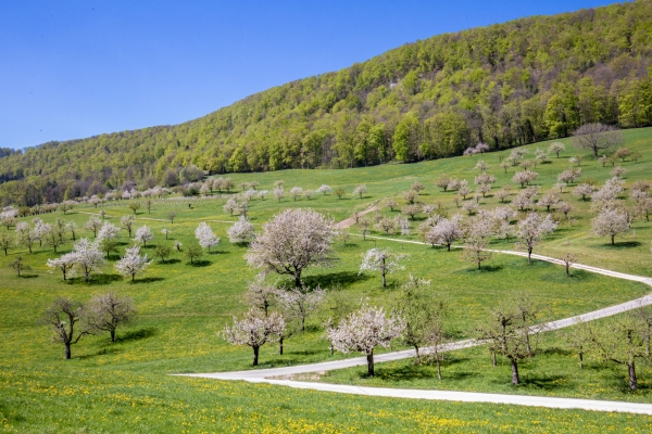 Au pays des cerisiers, de Gempen à Liestal