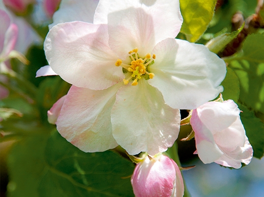 Obstblüte im Laufental