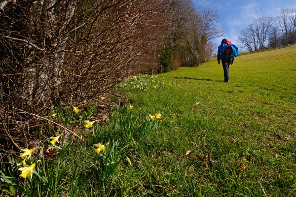 Narzissentour durch die Haute-Ajoie