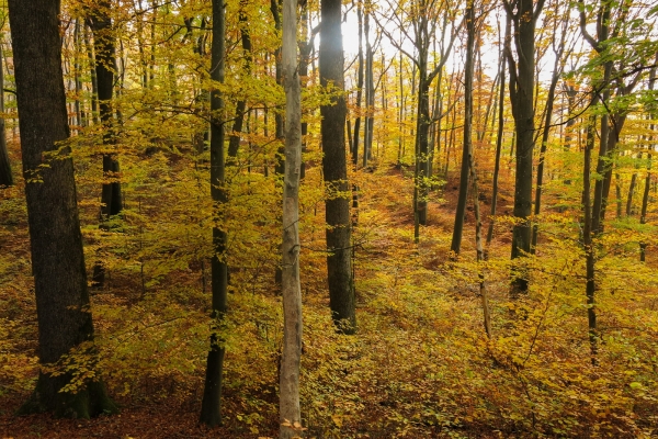 Auch ein Hügel ist ein Berg