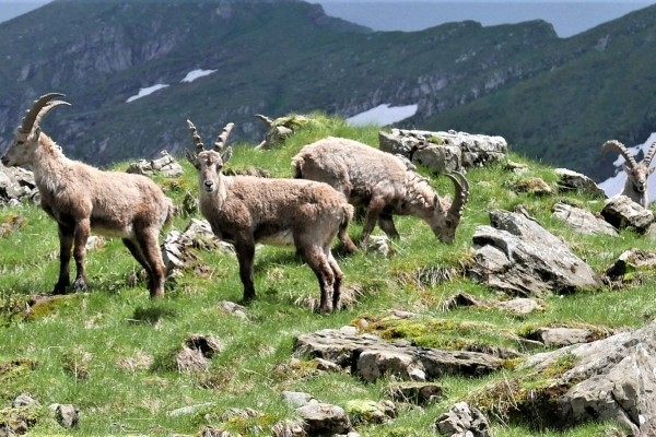 Steinbocksuche bei den Churfirsten