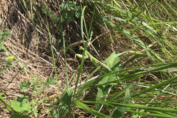 Natur pur am Rhoneknie