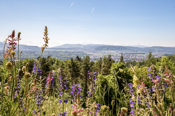 Geschichtsträchtiger Panoramaberg