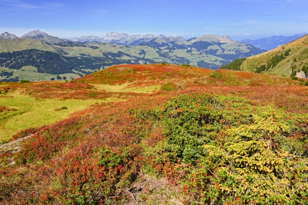 Am Fuss der Dents du Midi