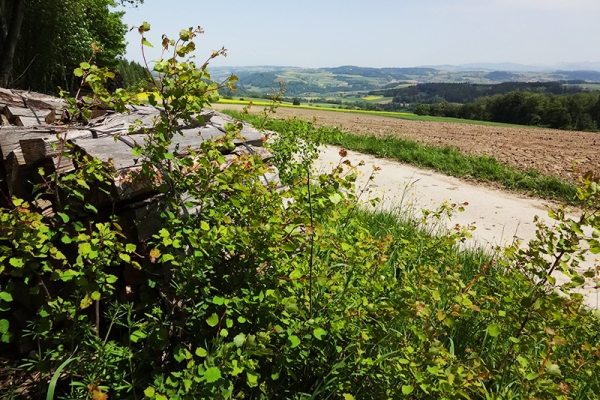 Dichte Wälder, tiefe Schluchten