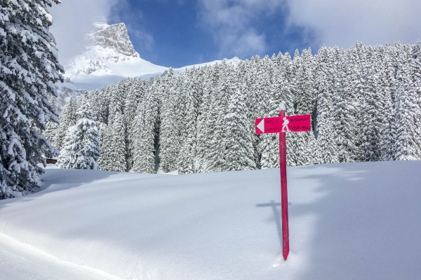 Dans le bois enchanté sous l’Ortstock (GL)