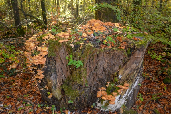 Au cœur de la Thurgovie