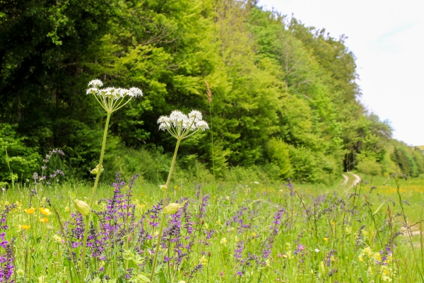 Le royaume des orchidées