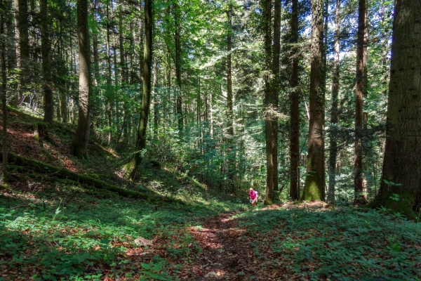 Schattig und kühl unterwegs im Jura