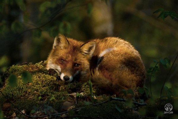 Durch den Urwald Badens