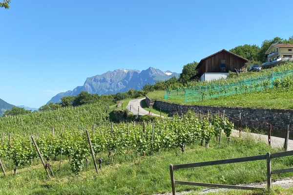 Entspannte Wanderung im Alpenrhein