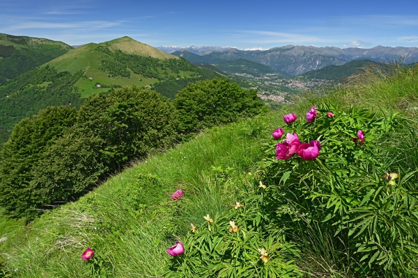 Frühlingsgefühle im Südtessin