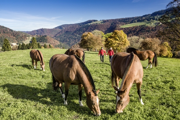 Circuit dans les Franches Montagnes