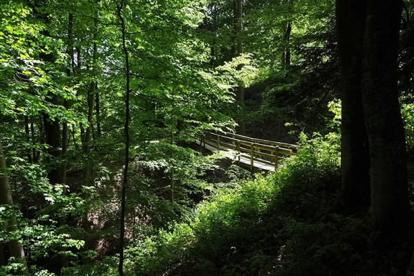 Le Bois de Jorat, sa forêt et ses ruz