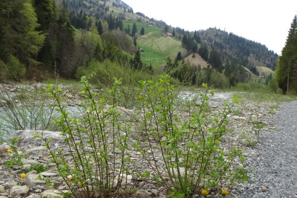 Wilde Auenlandschaft im Entschligetal