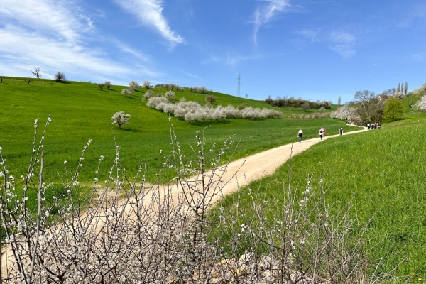 Au printemps dans le Fricktal, au cœur des cerisiers en fleurs