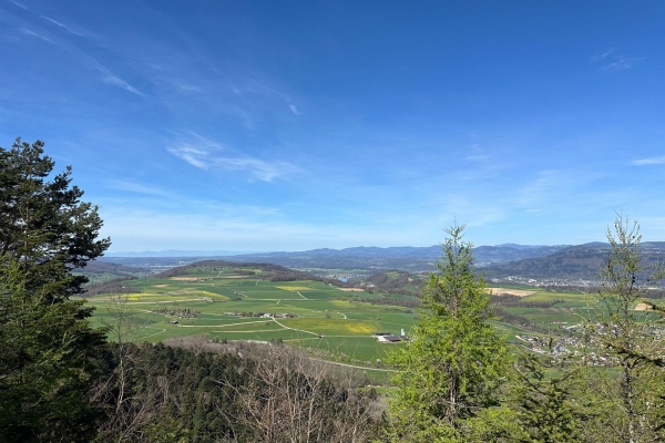 Au printemps dans le Fricktal, au cœur des cerisiers en fleurs