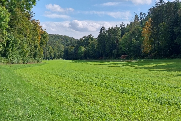 Um den kleinen Buchberg