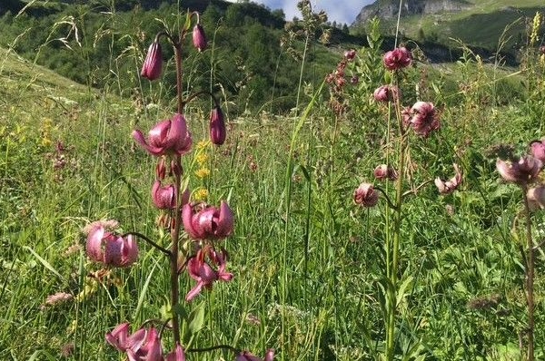 Türkenbundlilien im Obwaldner Gstrüpf