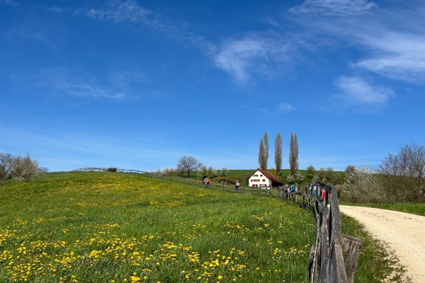 Sonnige Frühlingswanderung durchs Fricktaler Kirschenmeer