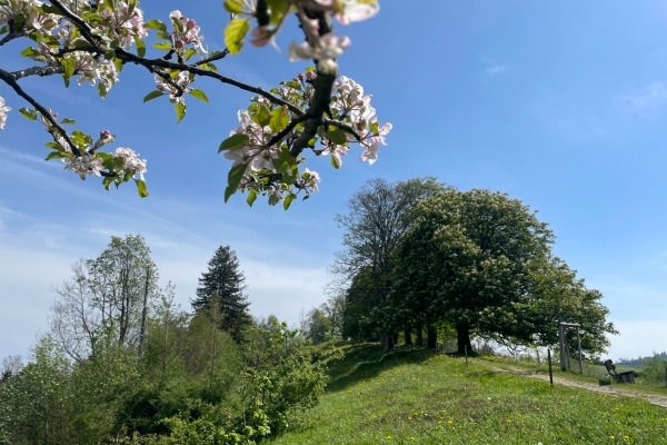 Spielend wandern ins Herz von St. Gallen