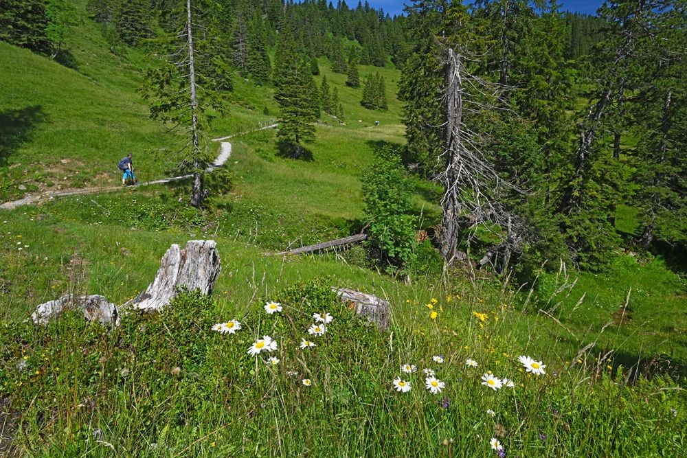 Des prairies riches en espèces dans la région de Rorboden.