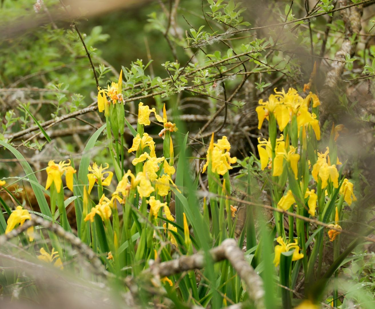 Iris des marais au Hüttwiilersee.