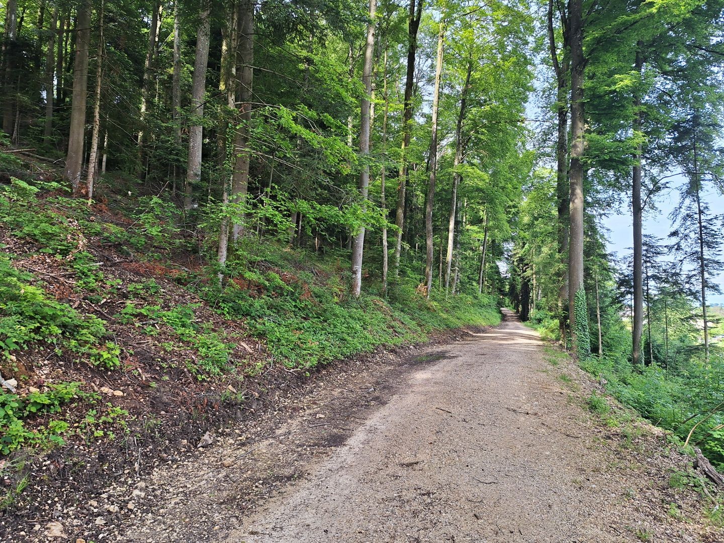 Il sentiero costeggia il limite del bosco e promette tanto silenzio.