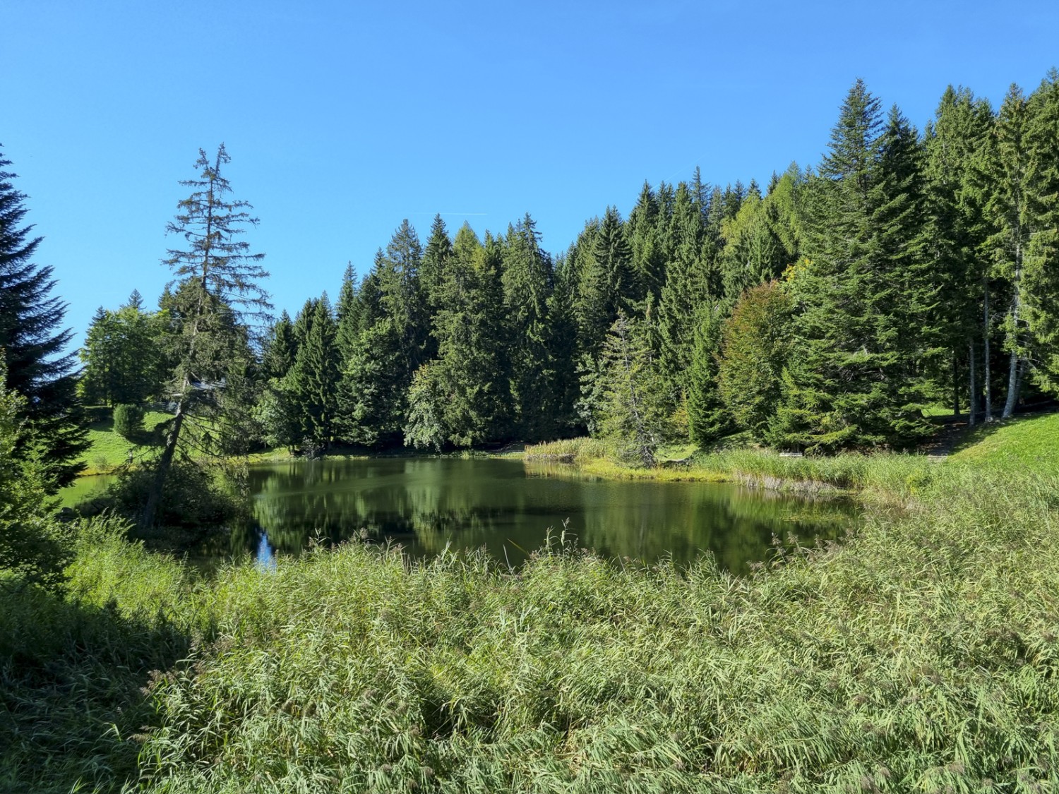 Le lac des Joncs est un important site de reproduction des batraciens. Photo: Nathalie Stöckli