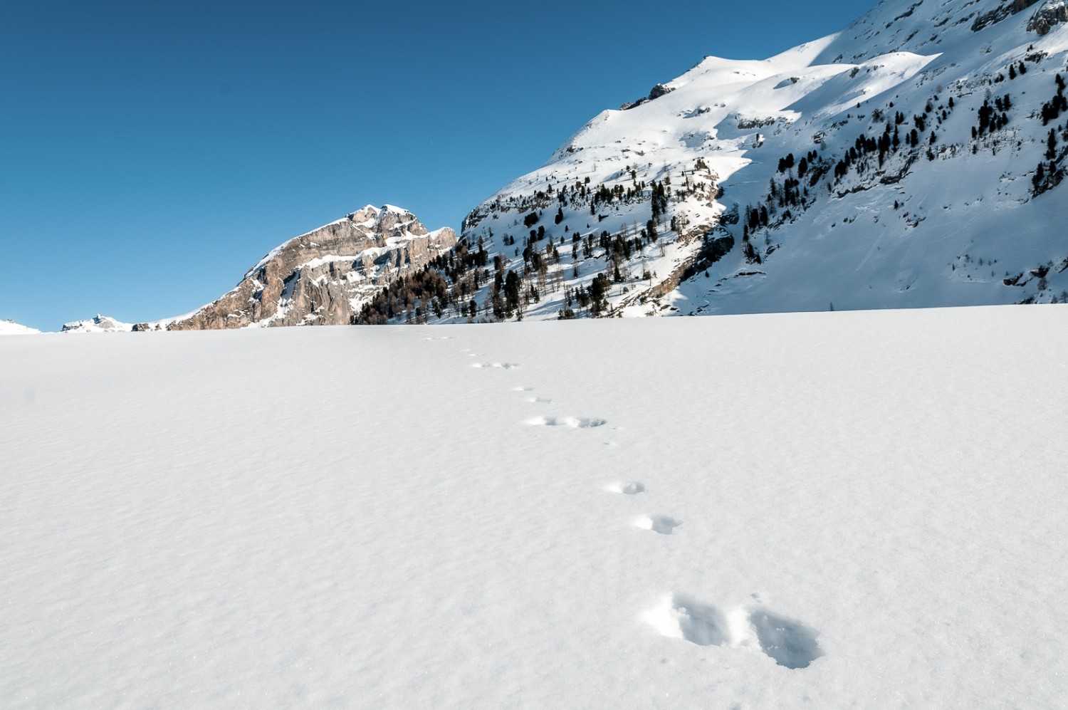 Ein Hase hat seine Spur vor dem Undere Tatelishore hinterlassen. Foto: Fredy Joss