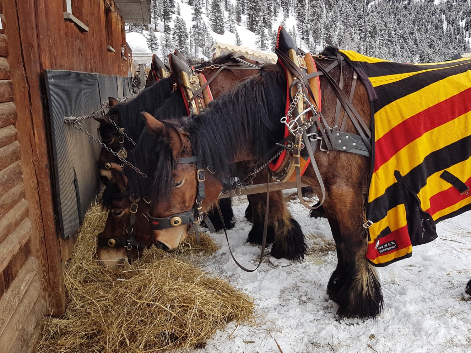 Wohlverdiente Pause. Bild: Laura Riedi