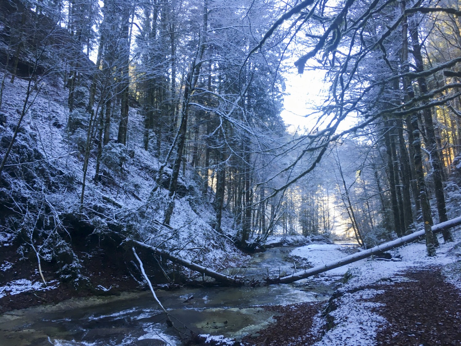 Wilder Wald: Der Wanderweg verläuft teilweise direkt am Wasser. Bild: Jürg Steiner