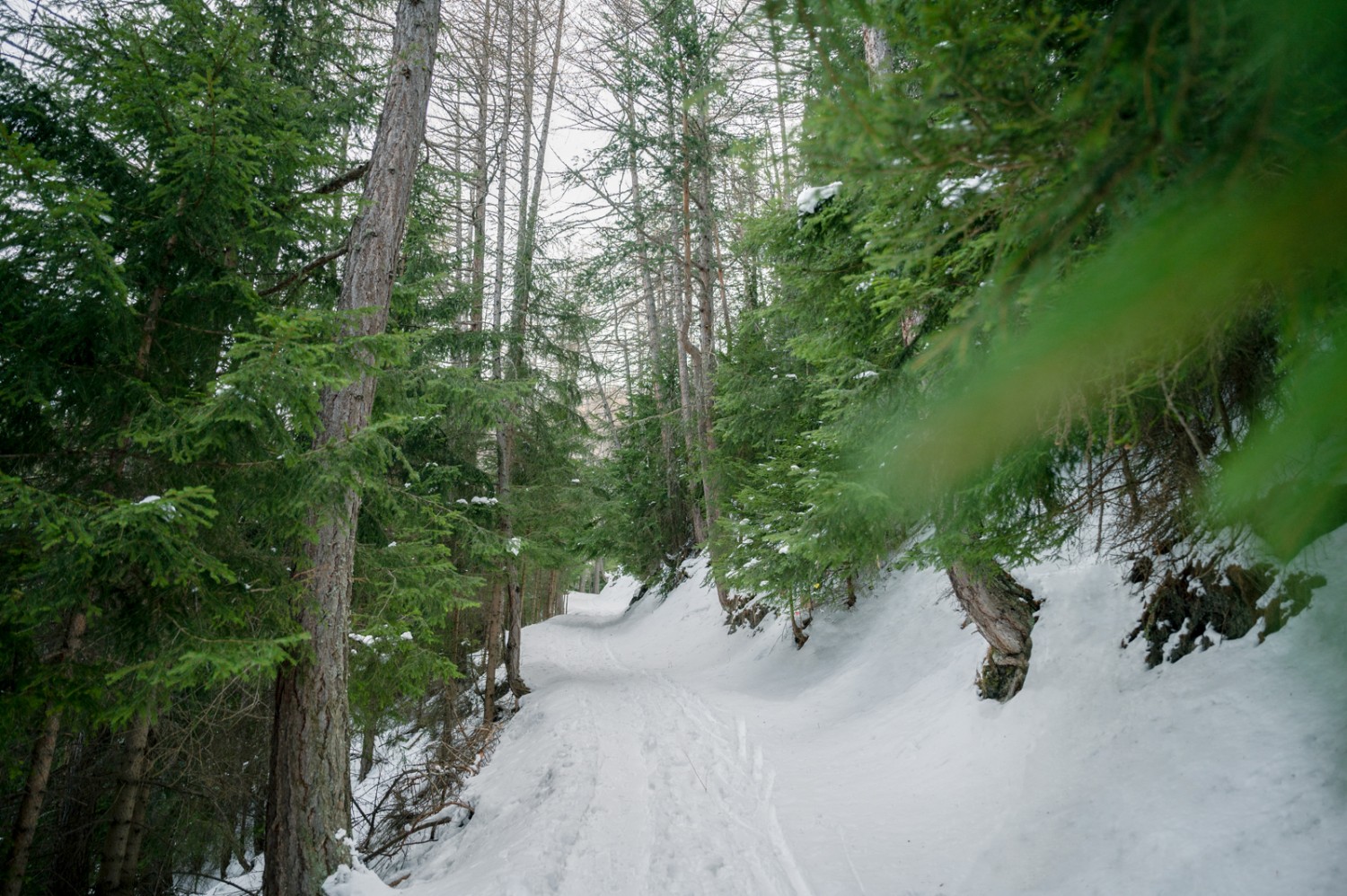 Die Schneeschuhtour führt Anfangs auf einem schmalen Weg durch ein Wäldchen. Bild: Jon Guler