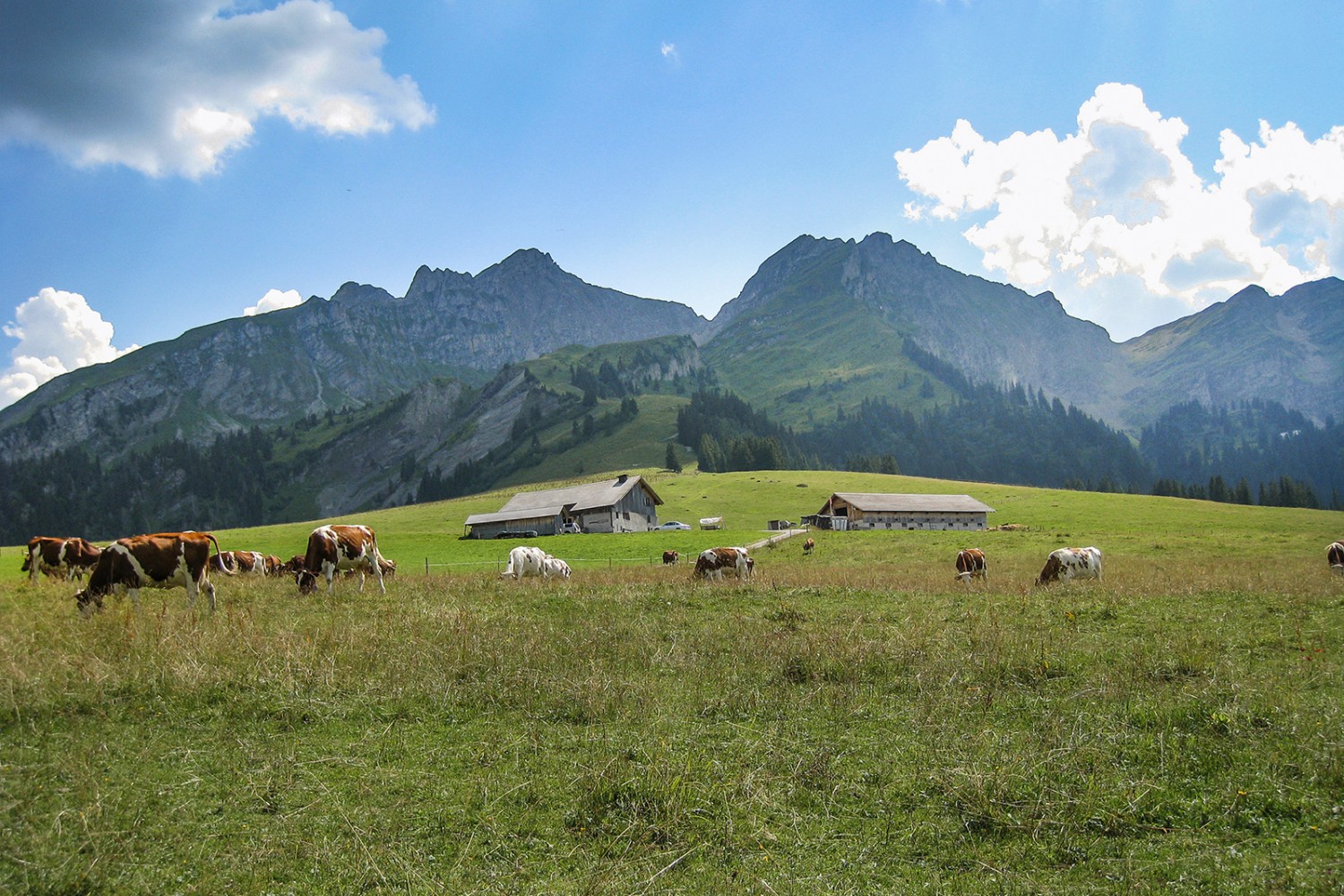 Le plateau de Pra Cornet, zone humide, pâturage et coup d’œil imprenable.