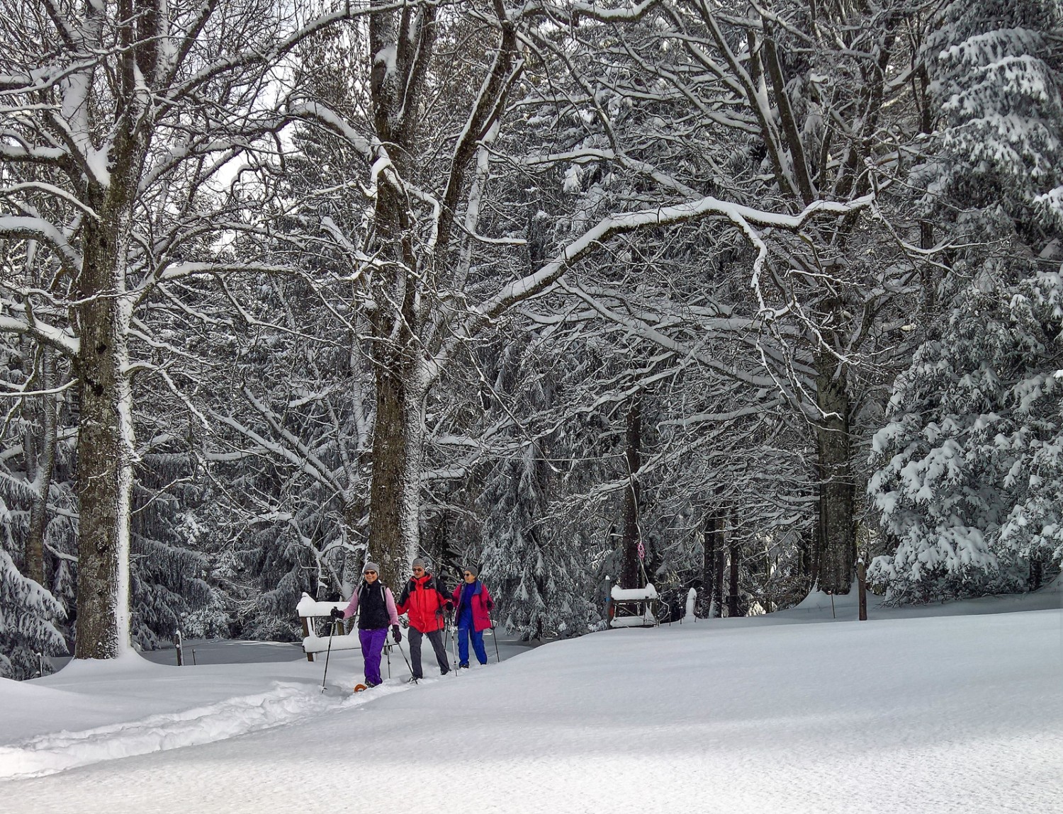 Winterwald oberhalb der Pré de la Demoiselle. Bild: Andreas Staeger