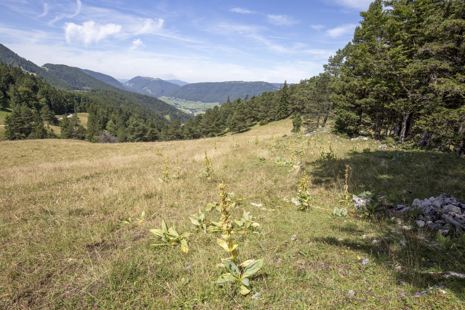 Zu Beginn ist die Wanderung vom Oberbalmberg nach Attiswil noch sanft. Bild: Daniel Fleuti 