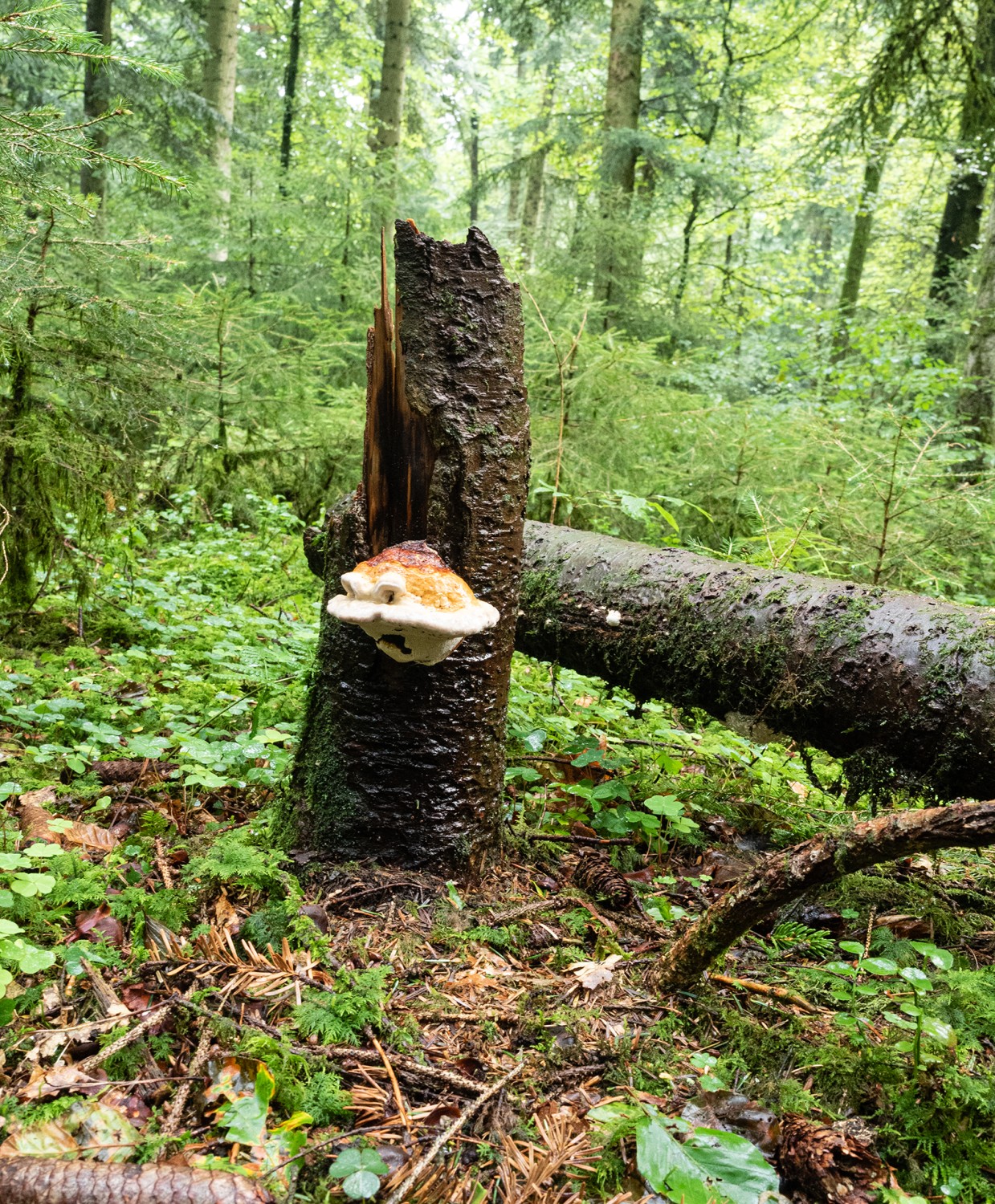 Les champignons transforment le vieux bois en un sol fertile.