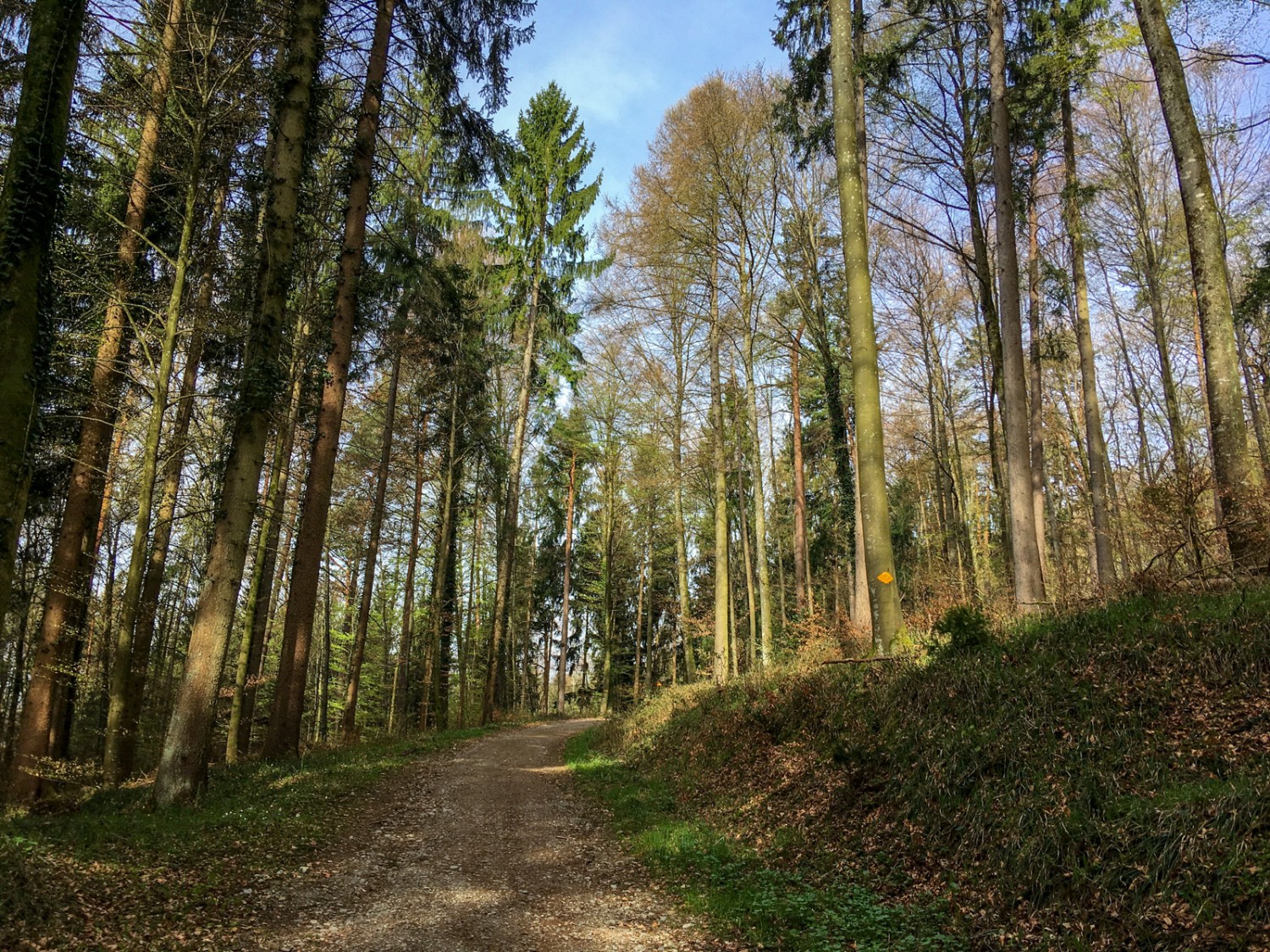 Le printemps verdoie entre les hêtres et les sapins. Photo: Claudia Peter