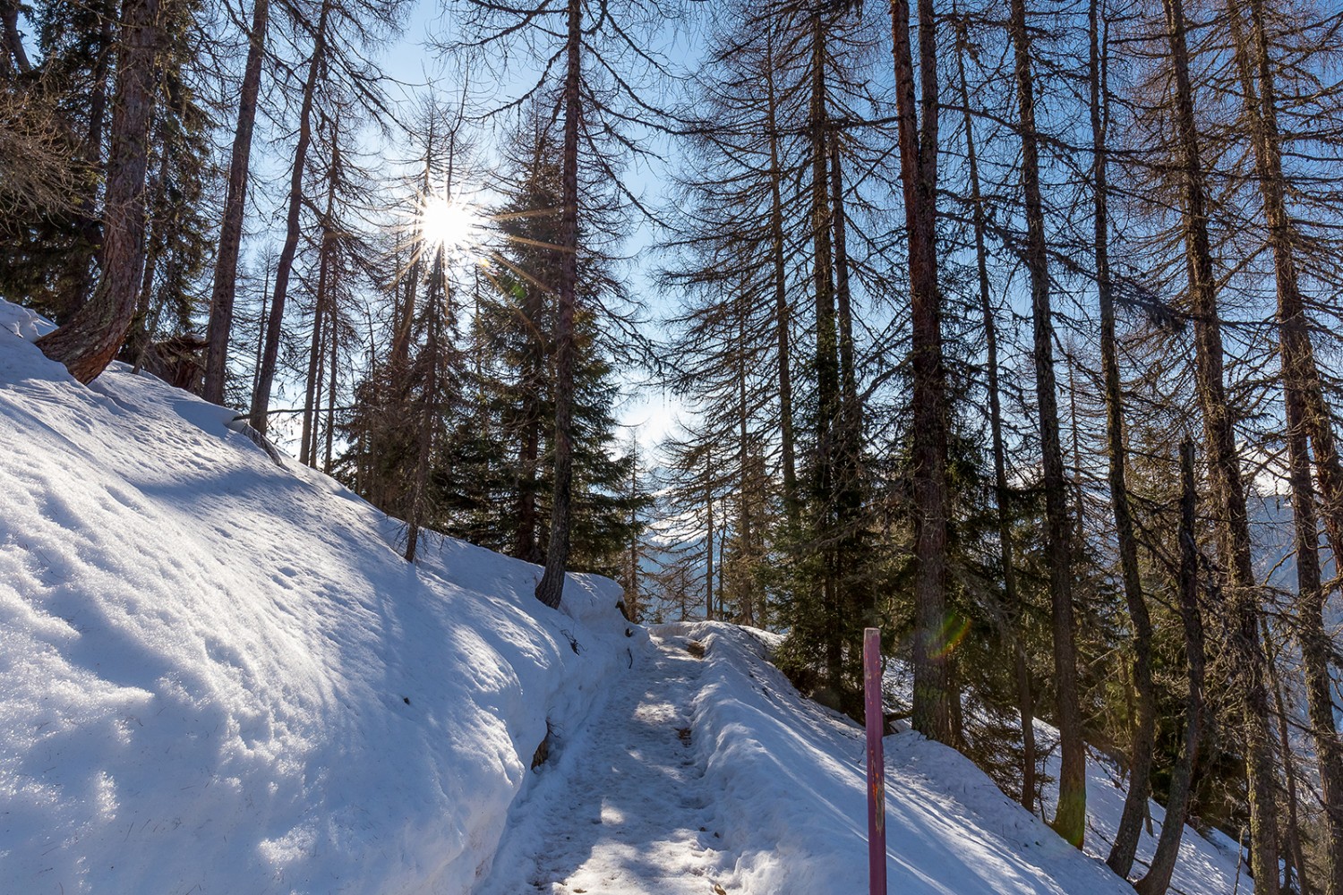 Face au soleil jusqu’à Clavadeleralp à travers la jolie forêt de Bolgen et le ravin de Carjöl.