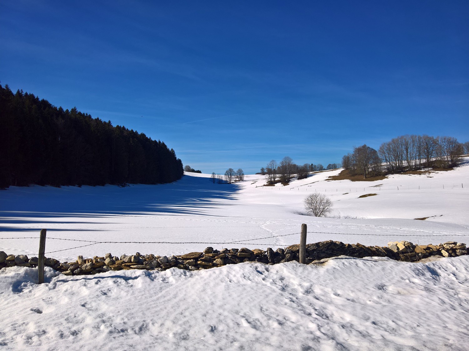 Ciel bleu au-dessus des Franches Montagnes: quel bonheur! Photo: Andreas Staeger
