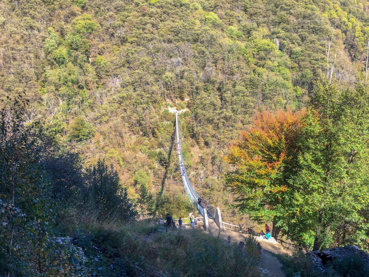 Plötzlich lichten sich die Bäume und geben den Blick frei auf die imposante Hängebrücke. Bild: Claudia Peter