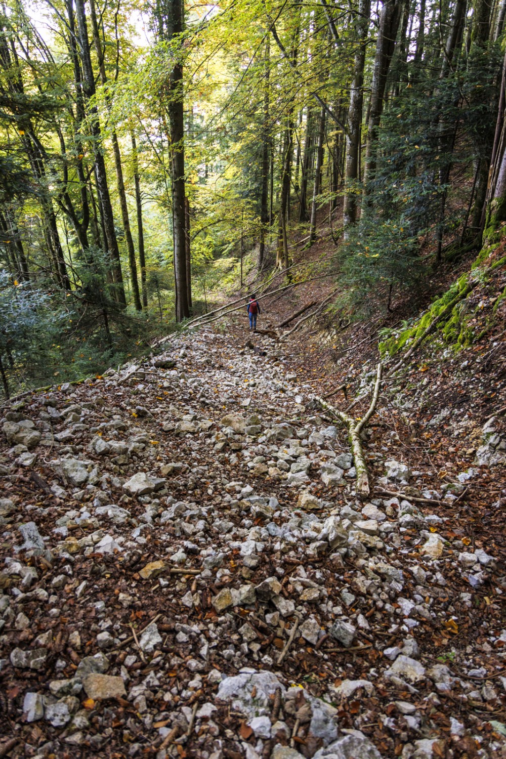 Un sentier forestier descend sur Soubey. Photo: Severin Nowacki