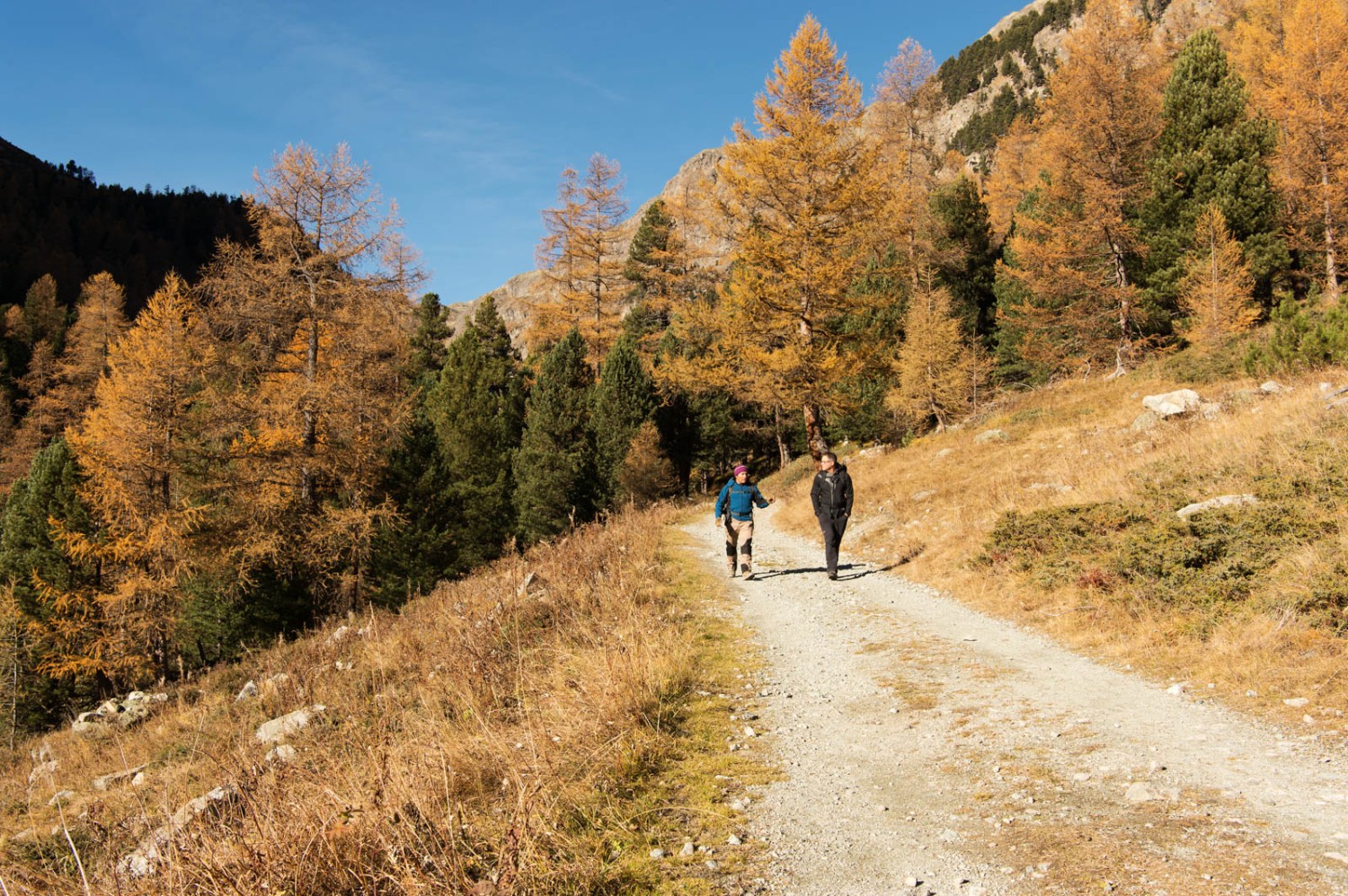 Dans la forêt God Prasüratsch, près de Spinas, les aroles orangés prouvent que l’on est bien en Engadine. Photo: Raja Läubli