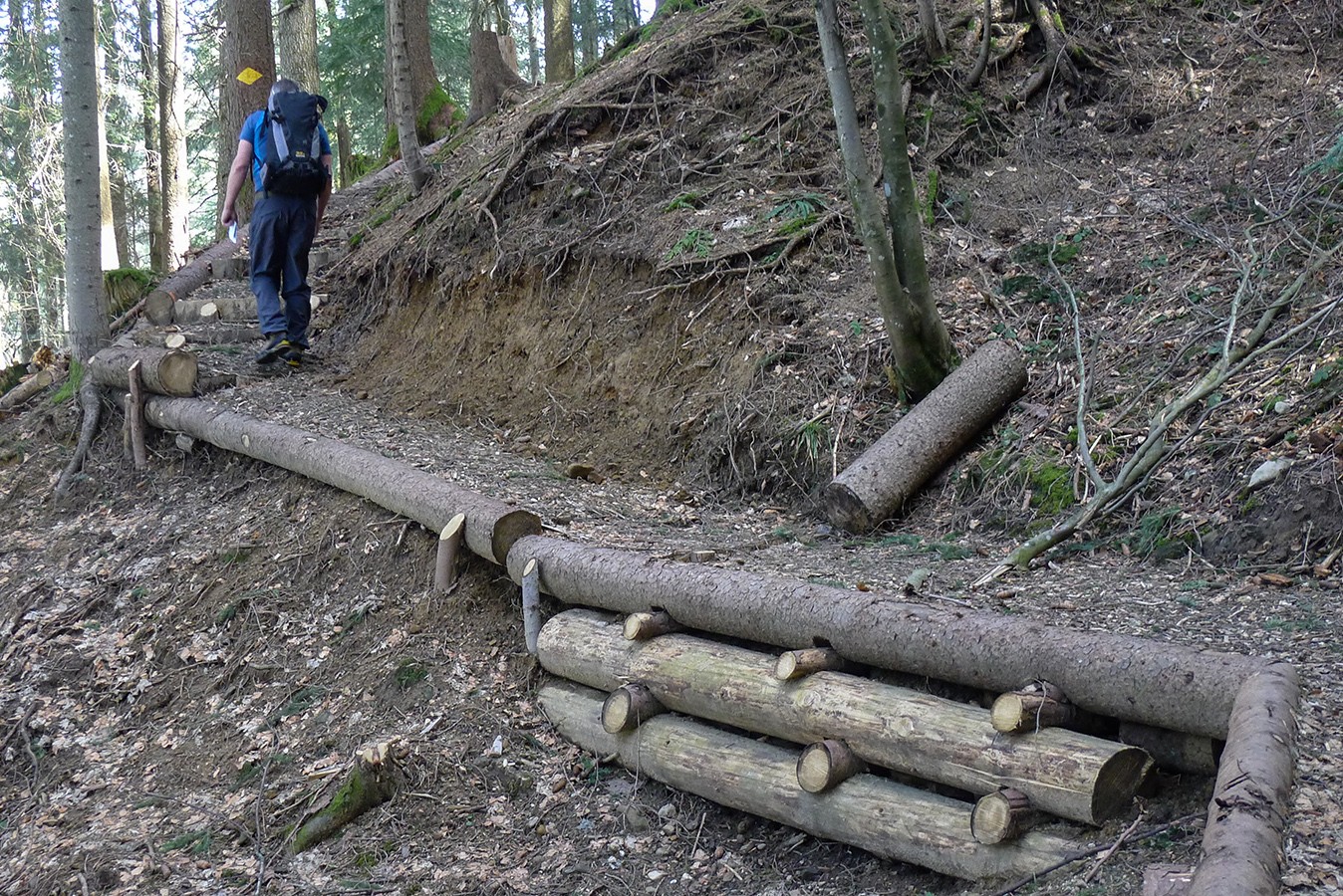 Neu gelangt man trockenen Fusses durch den Wald. Bild: Thorsten Kaletsch