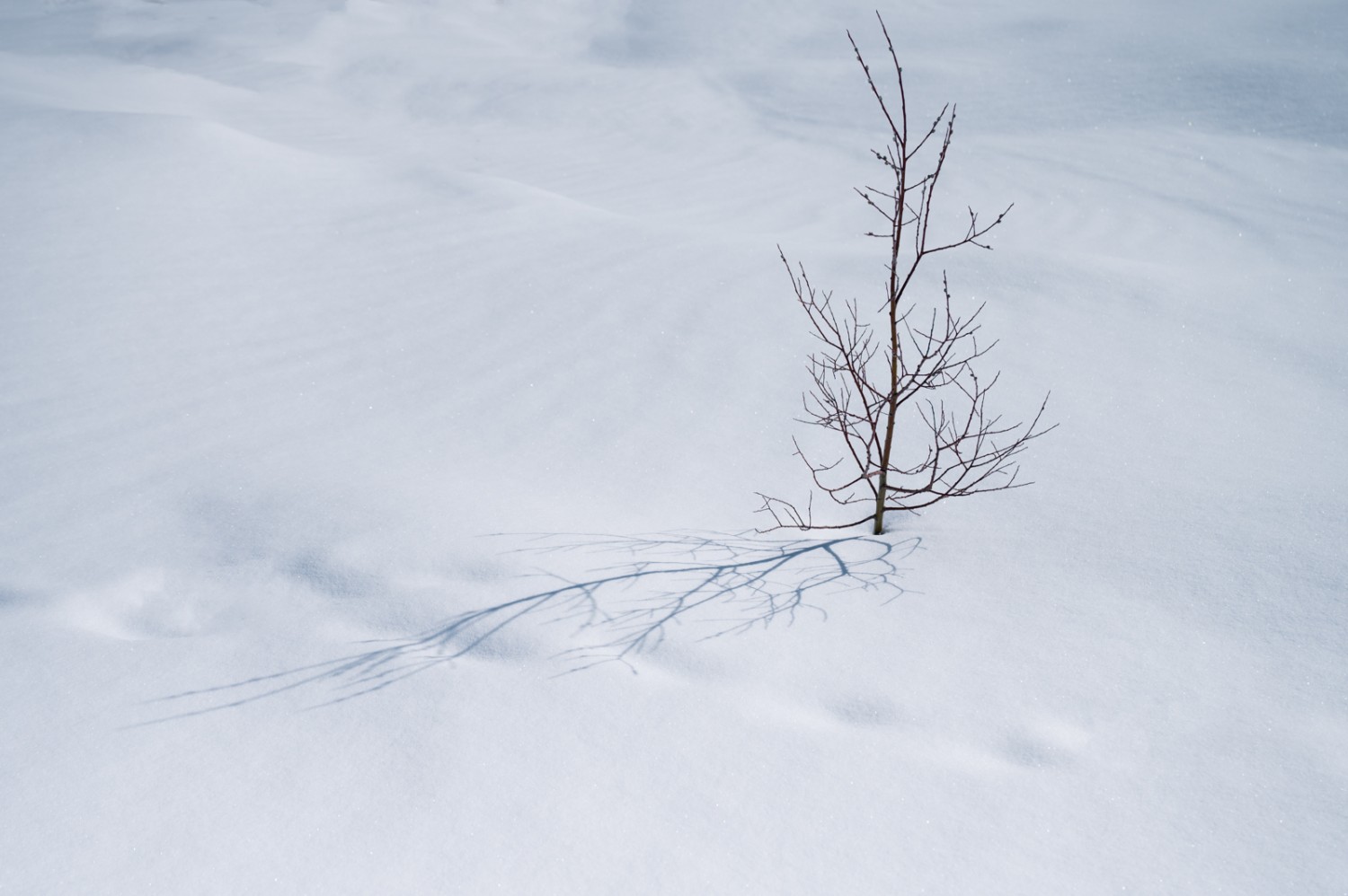 Junge Vegetation beim Morteratschgletscher. Bild: Jon Guler