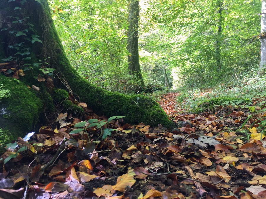 Der Herbst ist im Anmarsch. Bild: Vera In-Albon