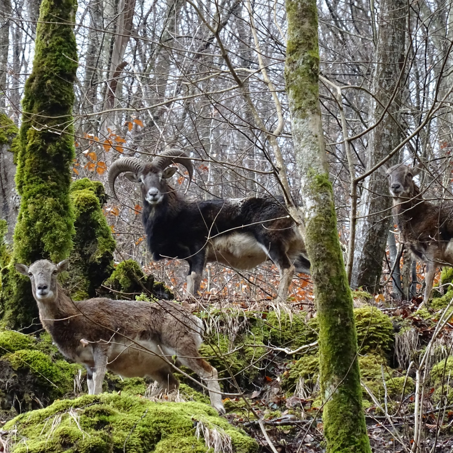 Der Mufflon, aus Korsika ins Wallis eingewandert, ist zum Wahrzeichen der Region geworden. Bild: zvg
