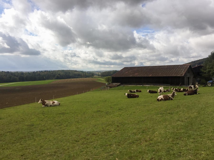 Gemütliches Wiederkäuen in der Ajoie. Bilder: Vera In-Albon