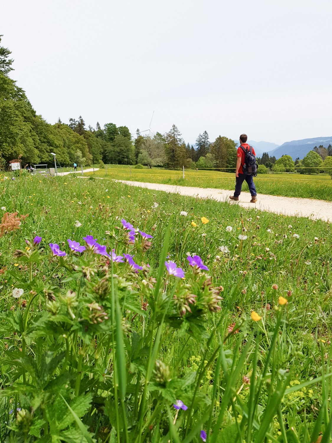 Des prairies fleuries, un pur printemps.