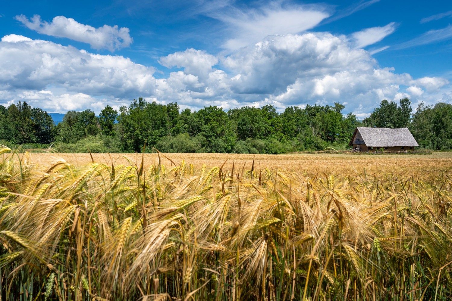 Tout sur la vie préhistorique au village lacustre de Gletterens.